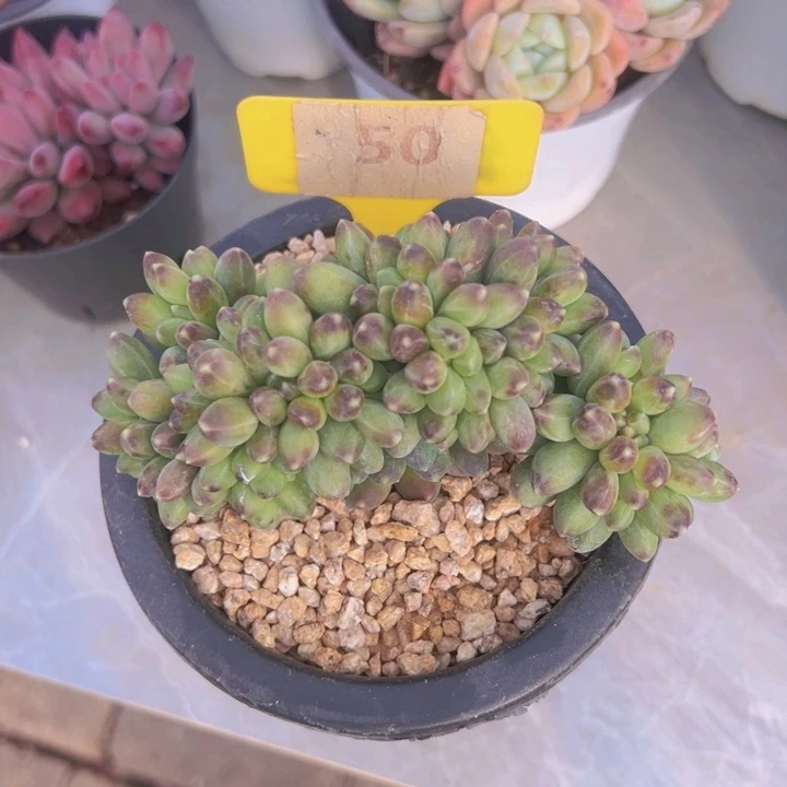 健健康康平平安安