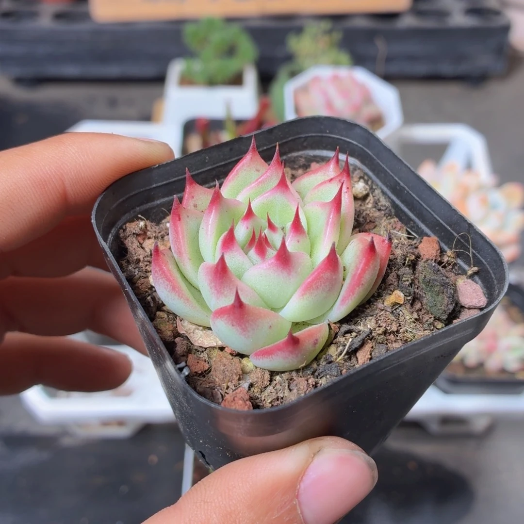 托斯卡多肉9.9包邮发货