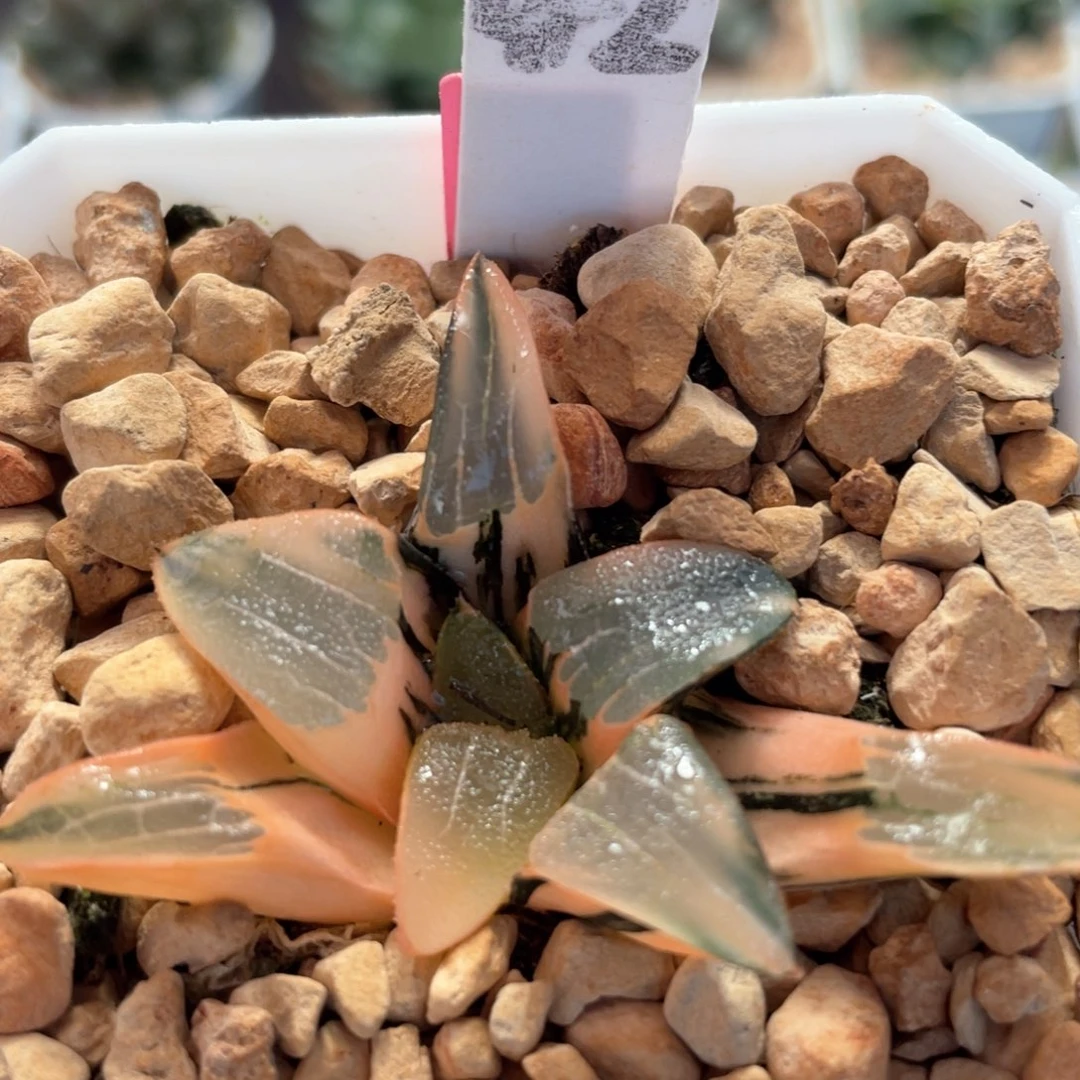 42丘比特克锦。