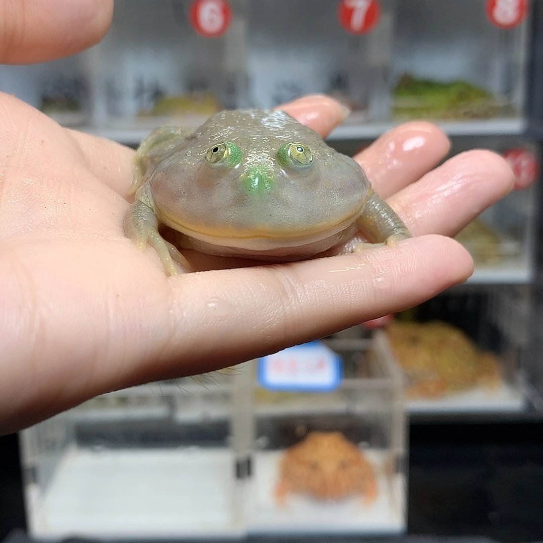 角蛙3624小丑小丑