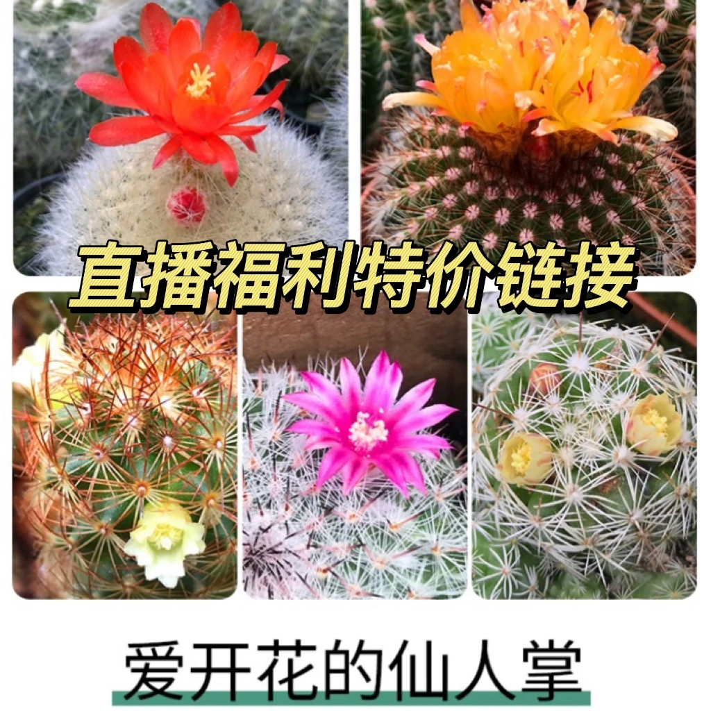 【一物一拍】综合福利直播链接