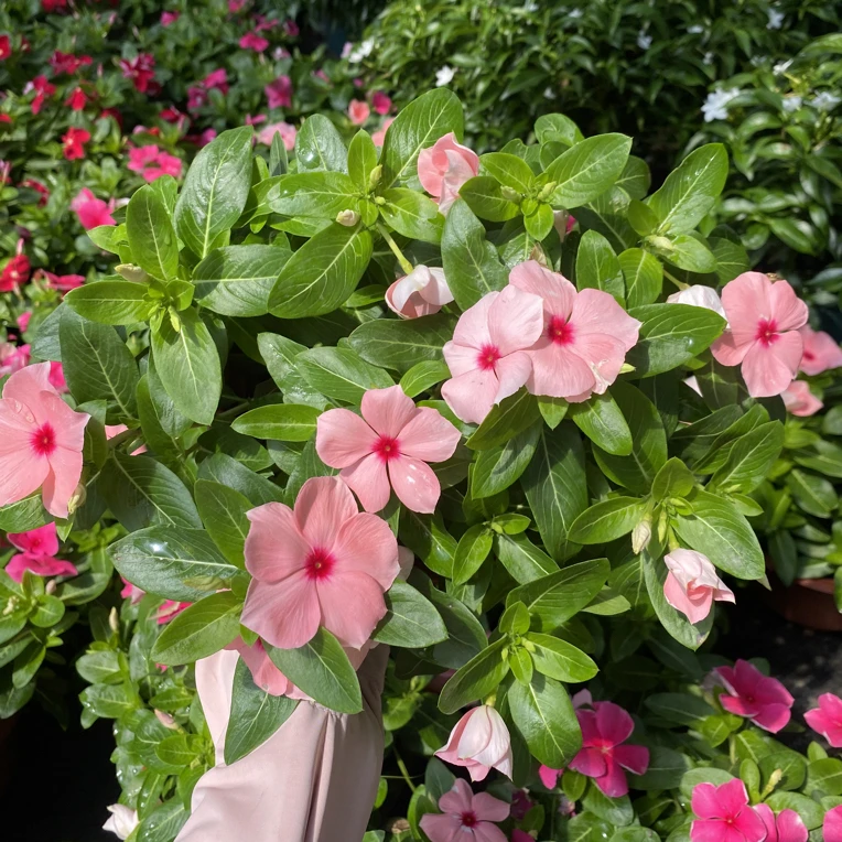 长春花盆栽天天开耐热多年生四季开花适合阳台庭院观赏