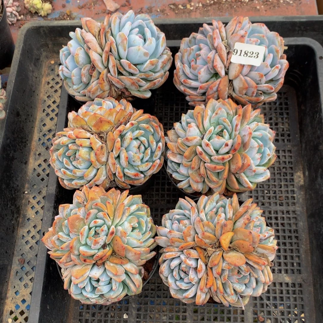 91823六个嗯嗯嗯嗯嗯嗯嗯好
