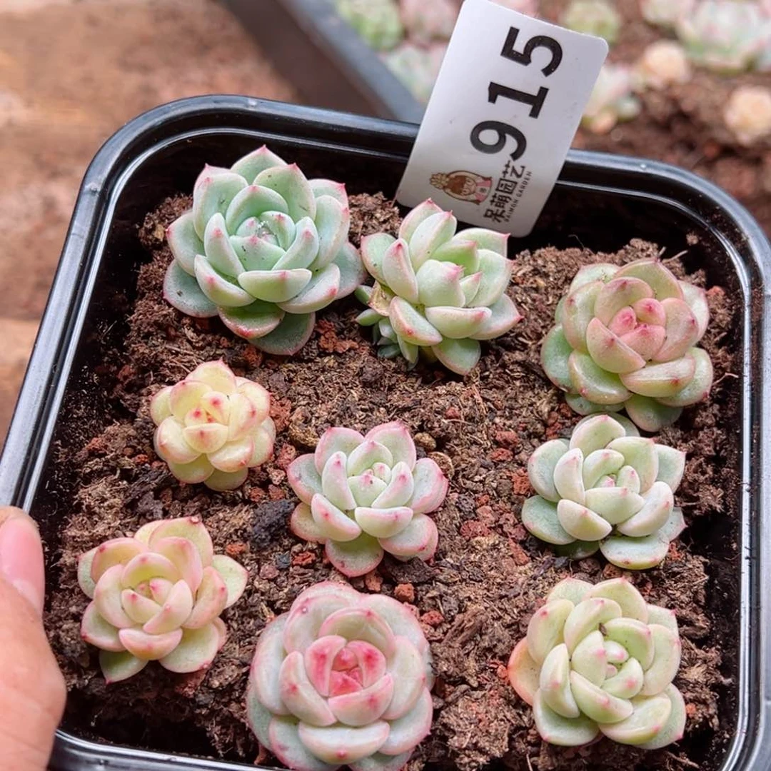 多肉植物多肉植物