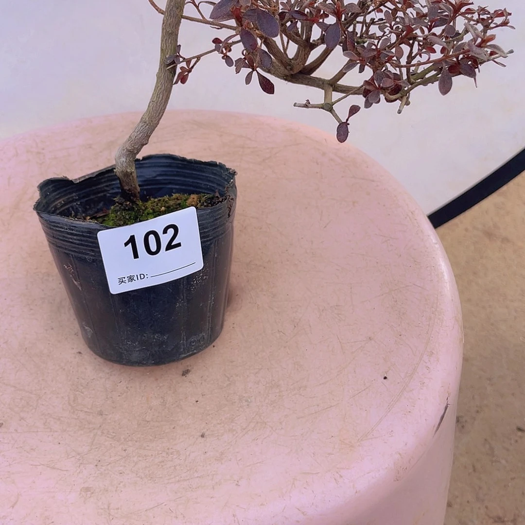 红陶直播时间一直一直