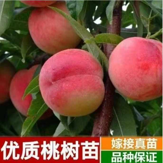 桃树苗嫁接新品种寿桃水蜜桃黄桃树盆栽地栽南北种植耐旱涝