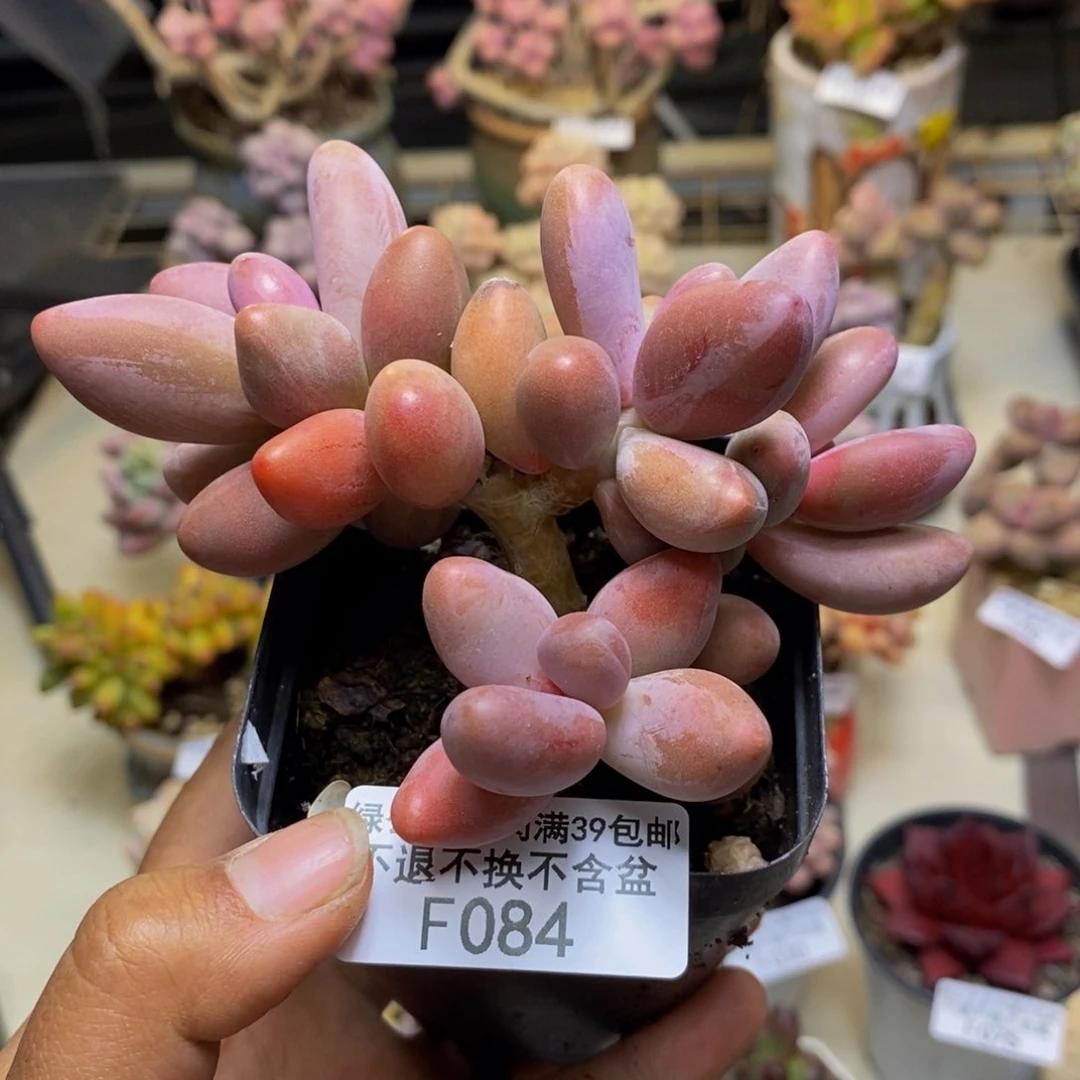 084糖果美人多肉有砍