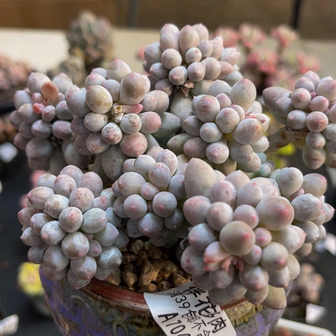 704/10cm香水手指多肉