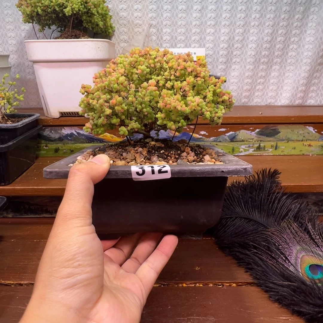 枝干番杏多肉植物312