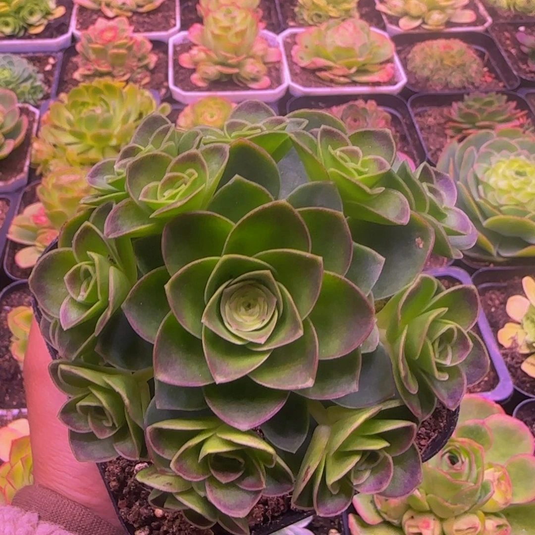 福利1134353868686868686