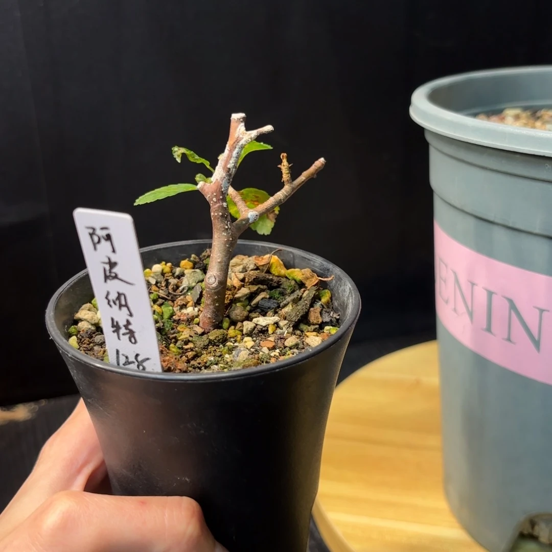 乐*：阿皮纳特扦插带盆土