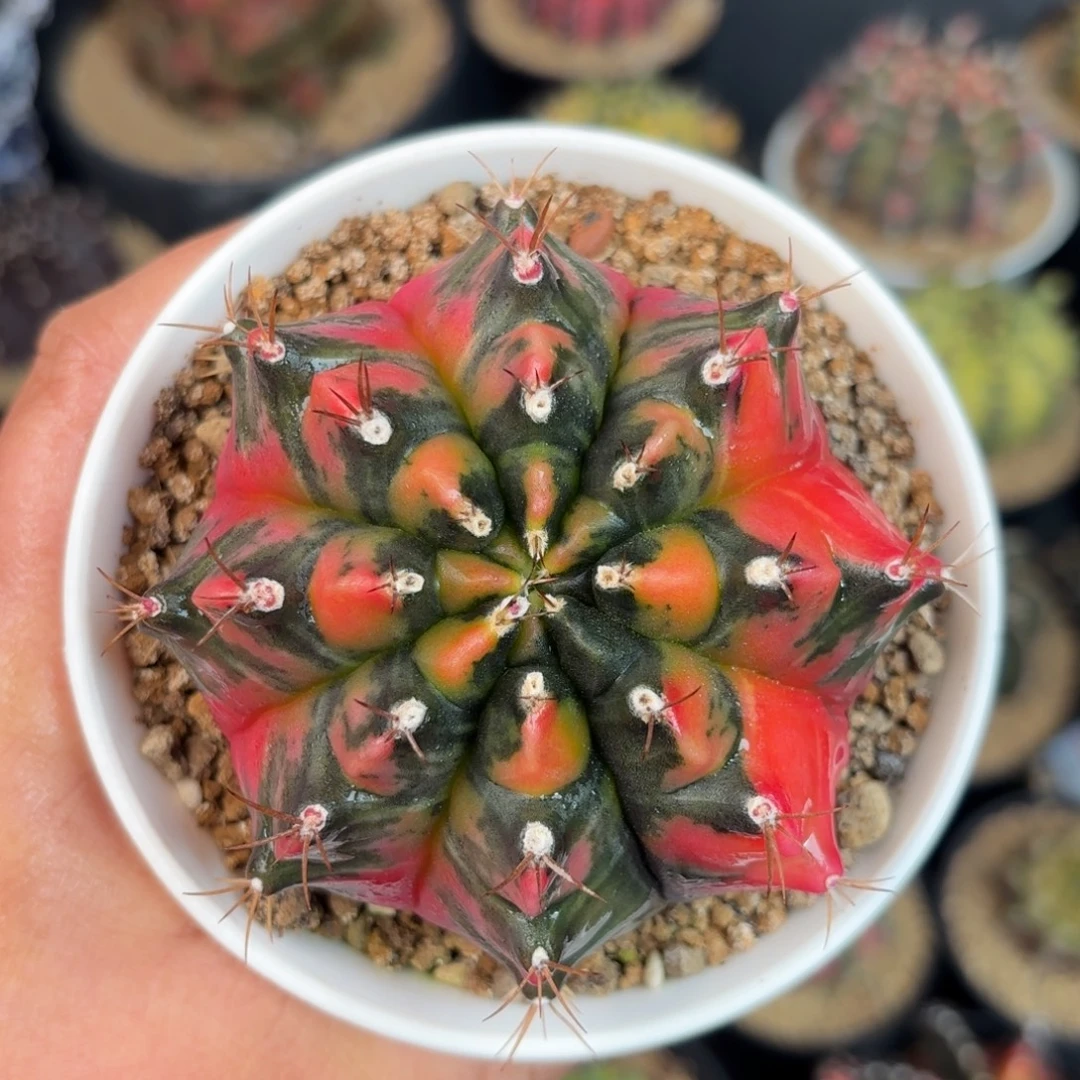 泰系米哈实生仙人球590