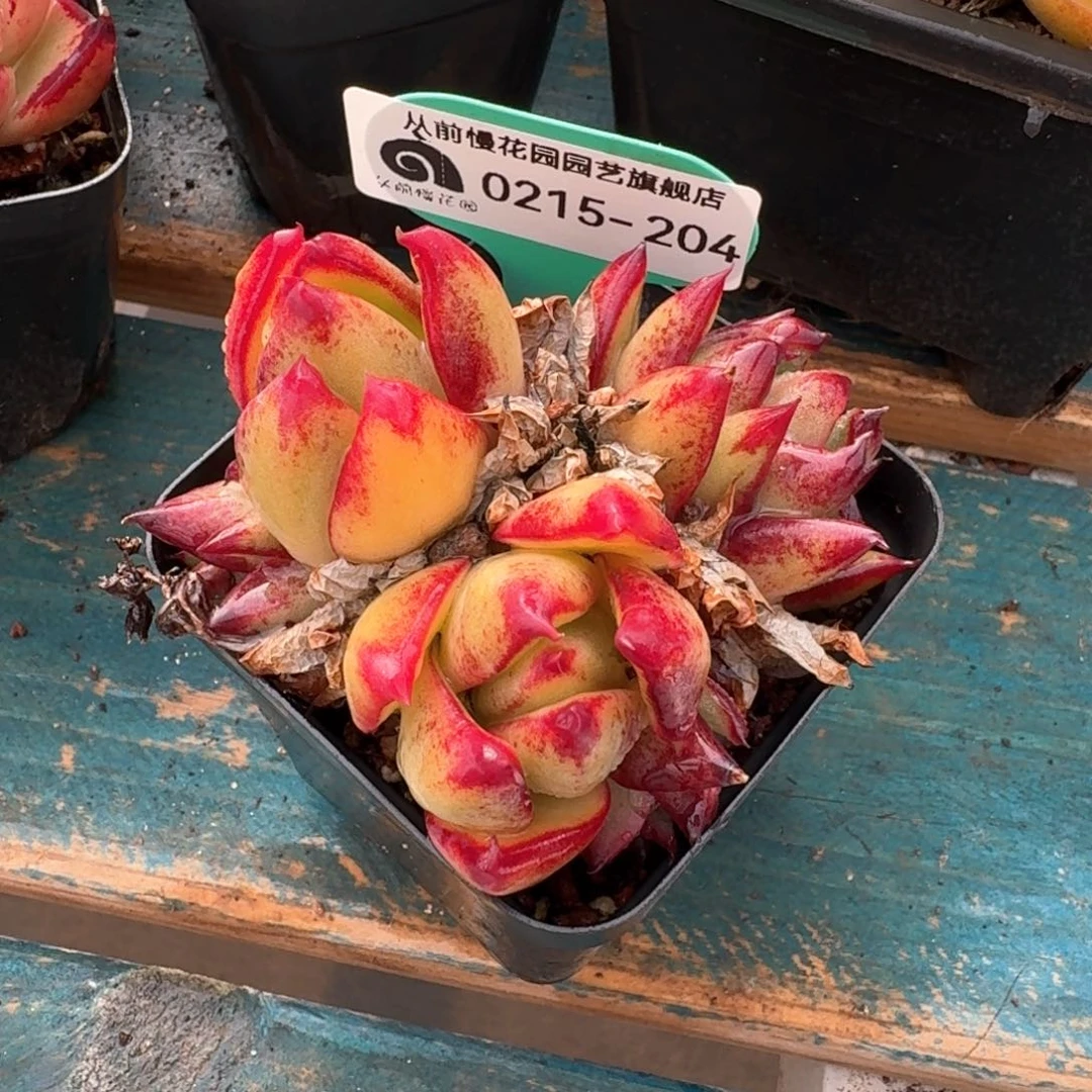 从前慢多肉精选编号0215.204