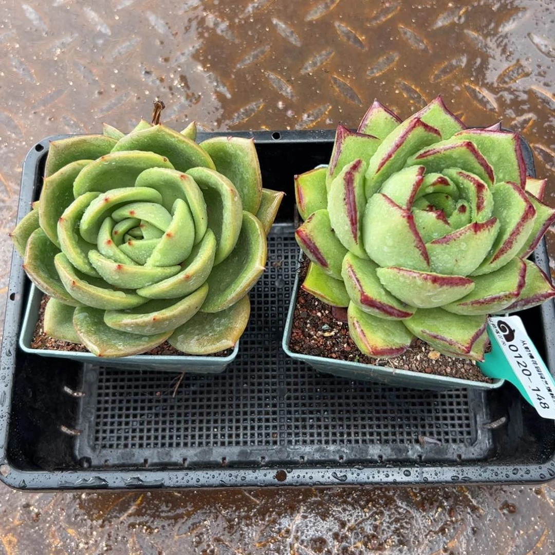 多肉一物一拍编号0120-148