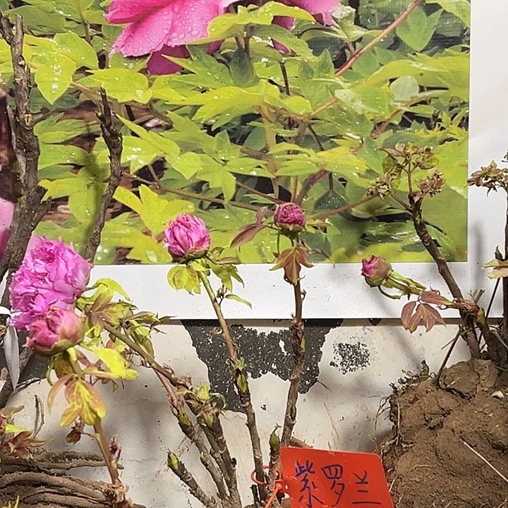 再***桥完全开放紫罗兰大