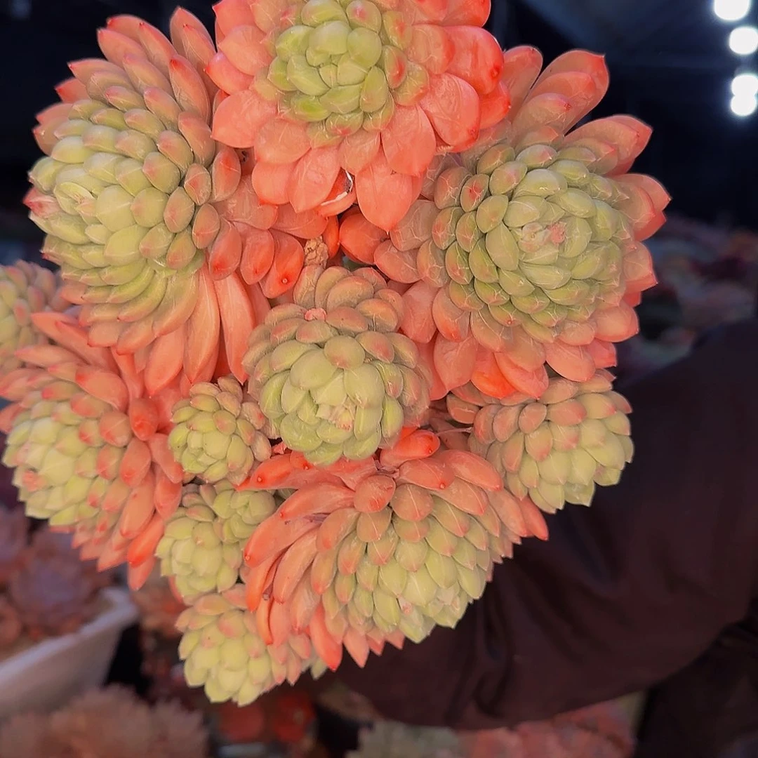 媛*他哈怕他他爸爸