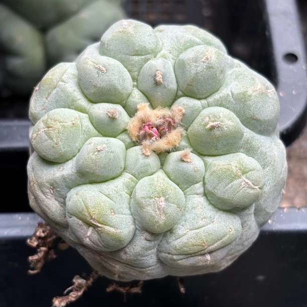 仙人球 有根点 一物一拍 238