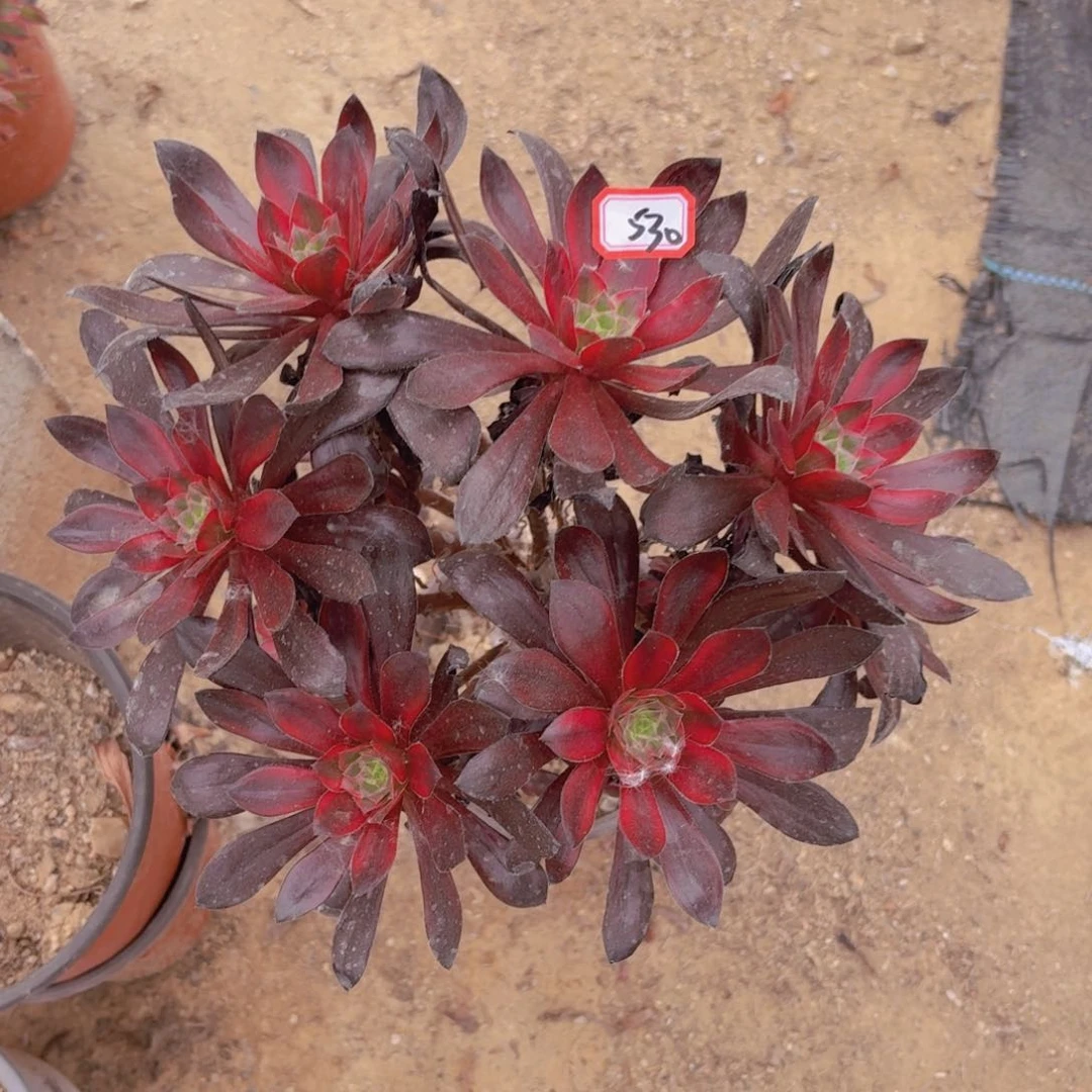 嫁接巫毒拉丝锦530多肉