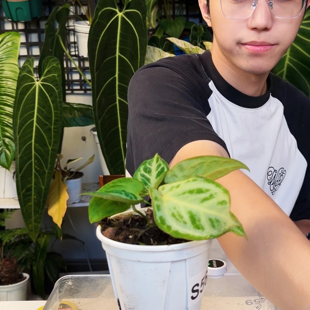 不开花植物S56 银后杂银色面纱