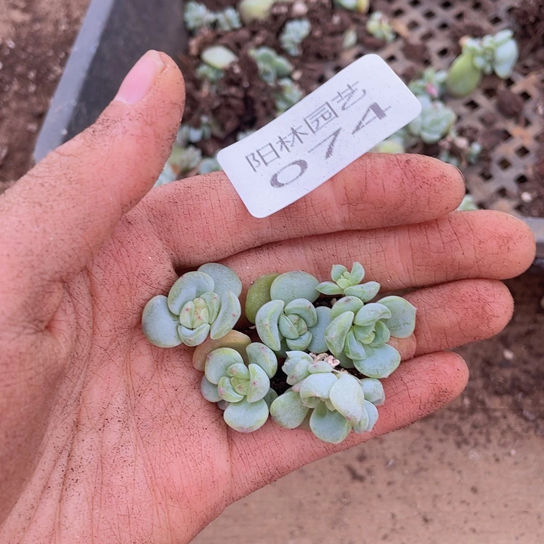 多头植物多肉植物74
