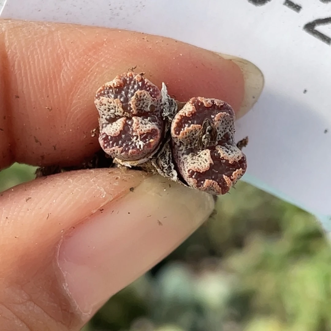 30-23超碟多肉植物