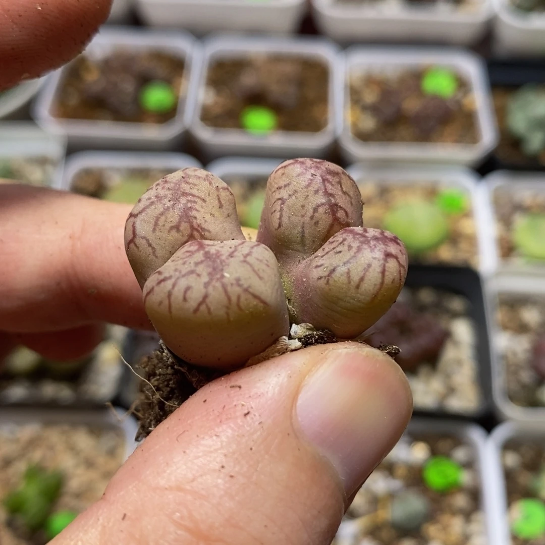 杂交漂亮多肉植物17