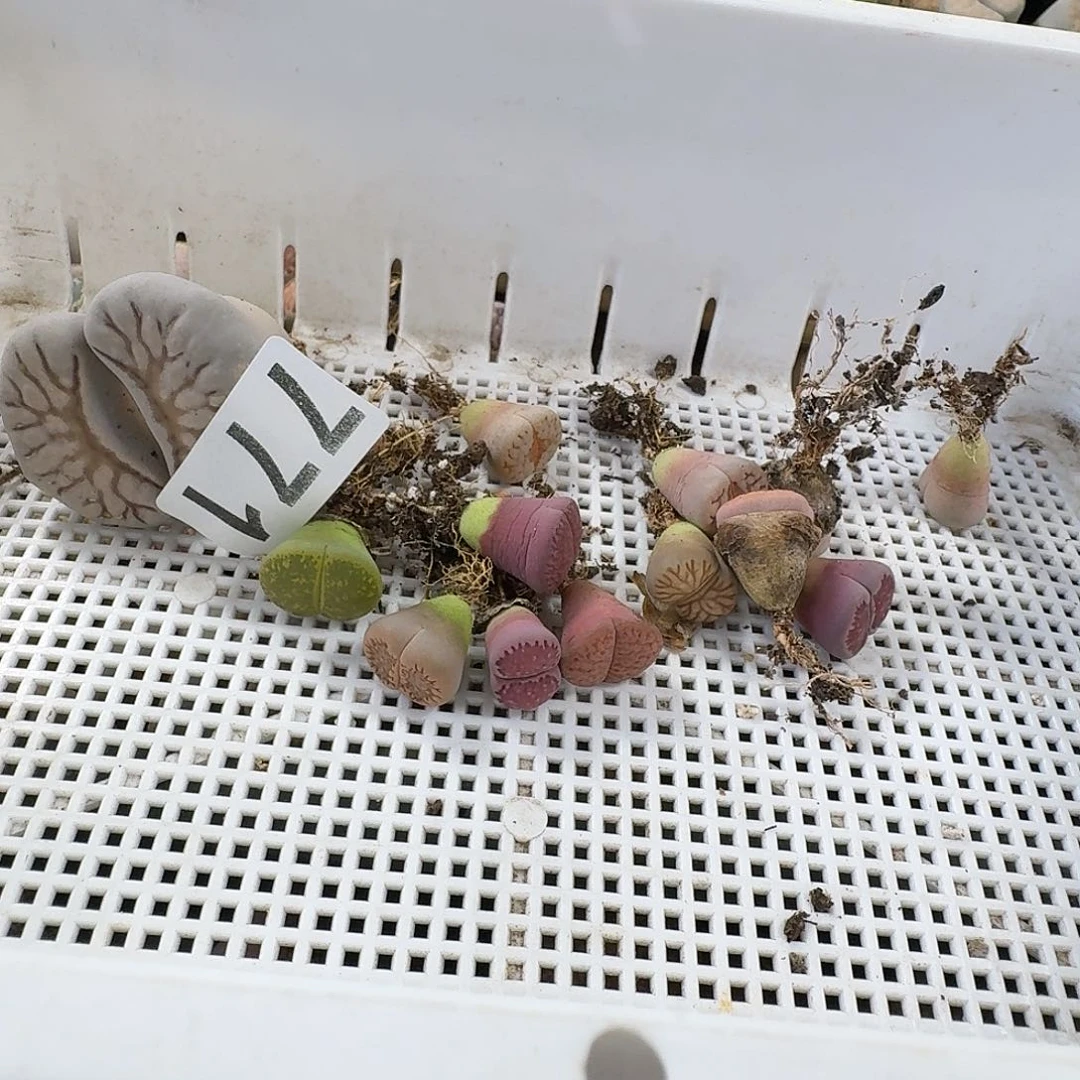 生石花一物一拍15颗771