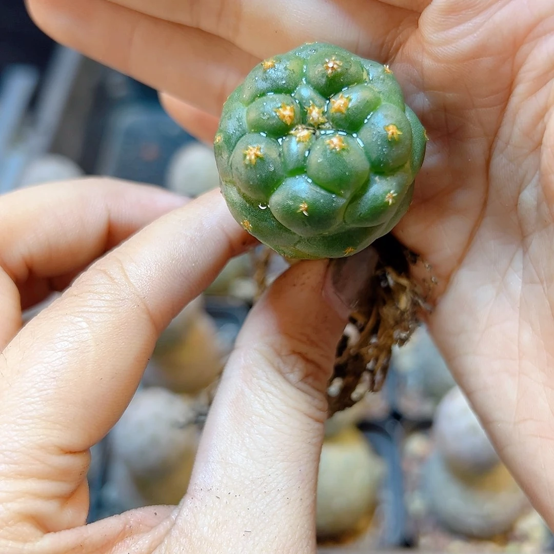 实生短豪刺獠牙2.8公分