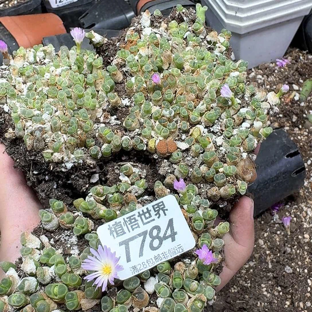 多肉植物的人生egnn