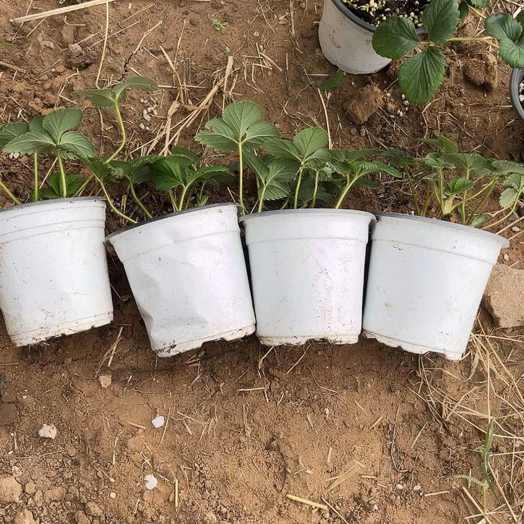 草莓苗120盆栽4个品种自己挑