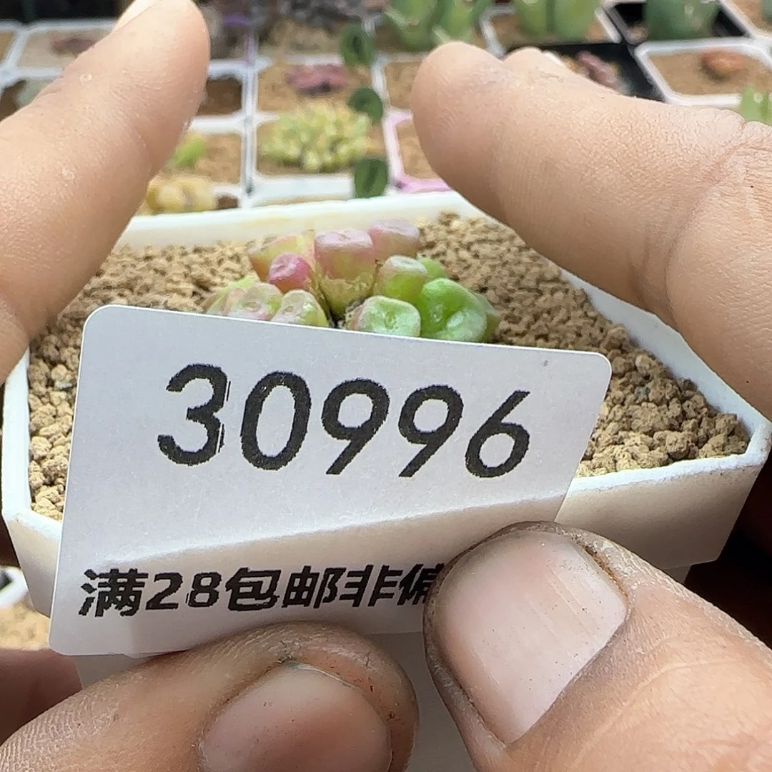 d**o好看的肉肉30996