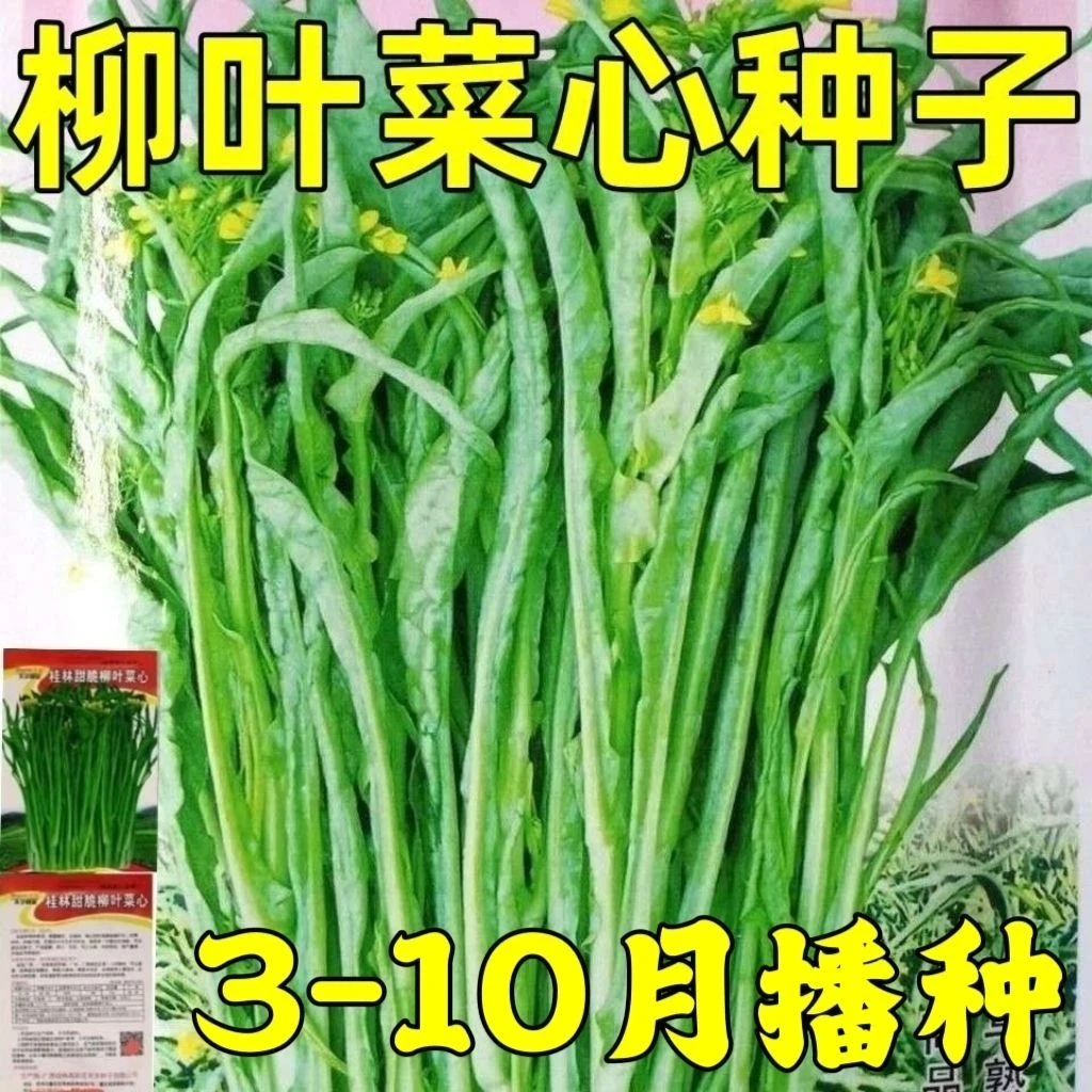 早熟四季甜菜心种子广西柳叶菜种子阳台蔬菜秋季桂林甜脆柳叶菜心