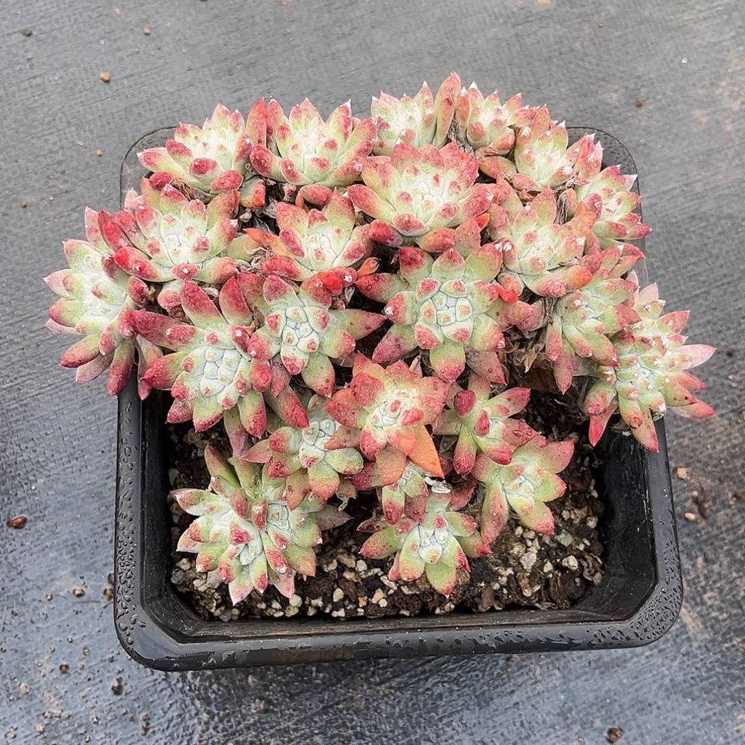 小鹿多肉一物一拍