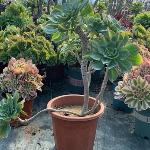 黄中斑多肉植物020