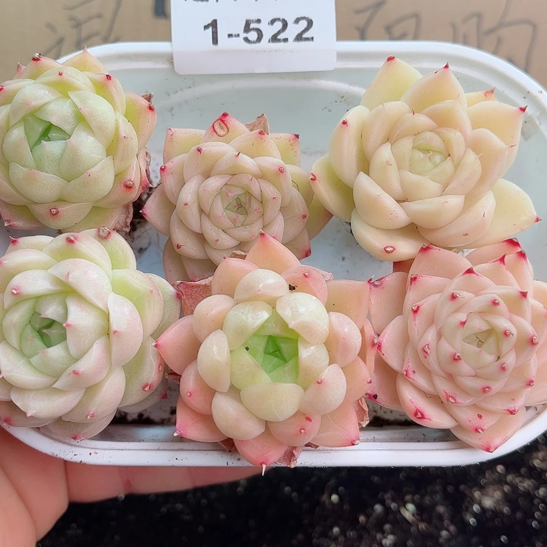 1-522 新疆西藏内蒙不发12.8包邮2-3公分多肉