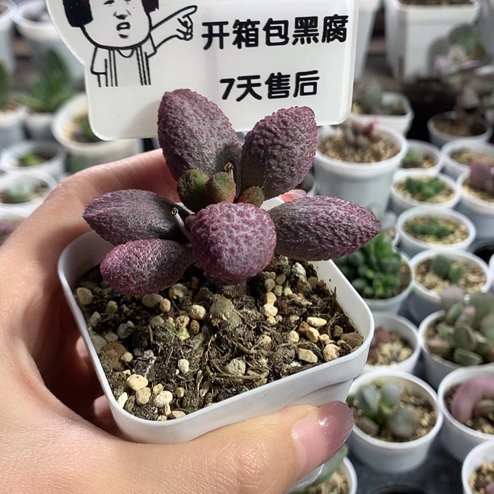 138号—专拍专拍专拍