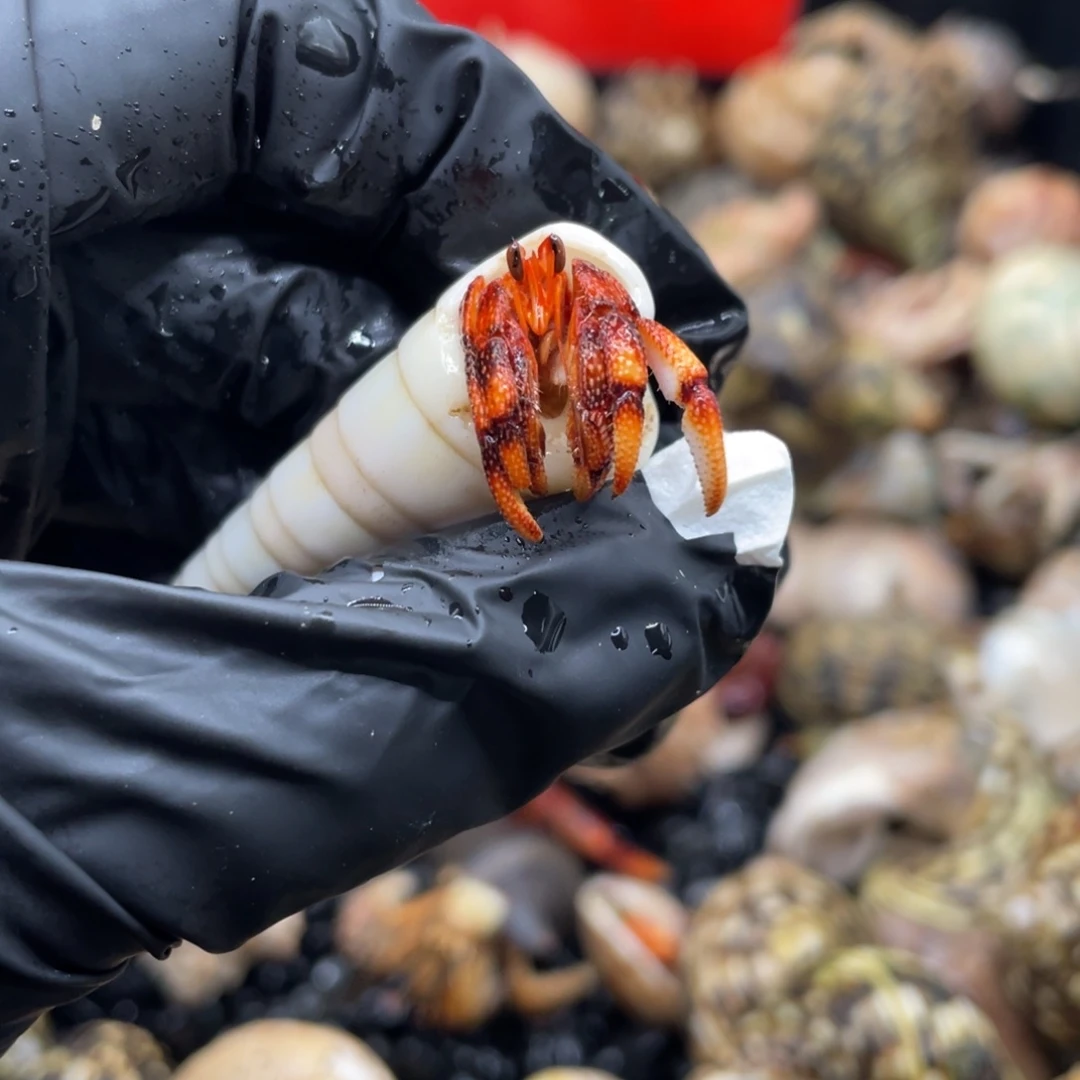 不退不换谢谢支持23