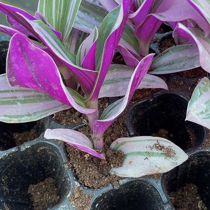 婚礼油画1.5带土