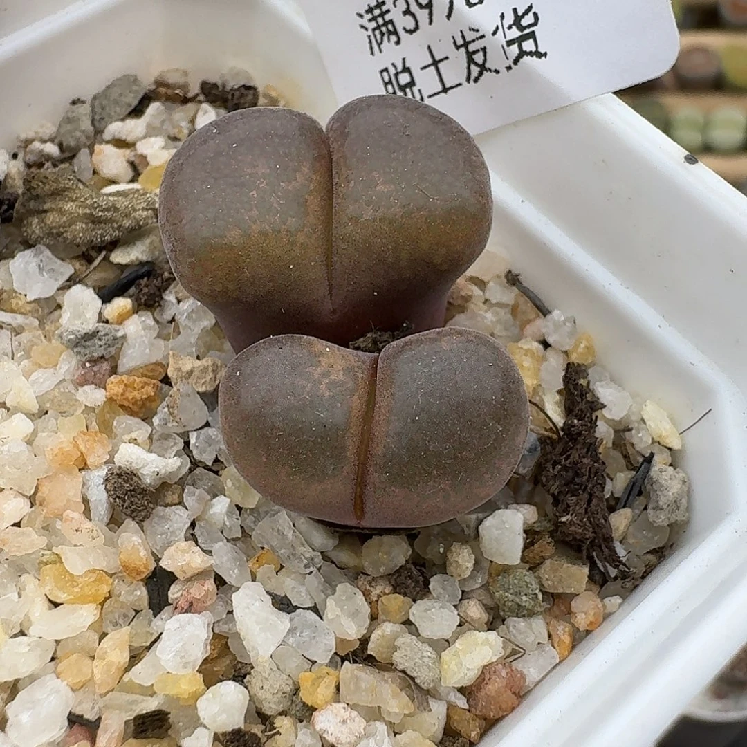 421多肉哈哈哈哈哈哈哈