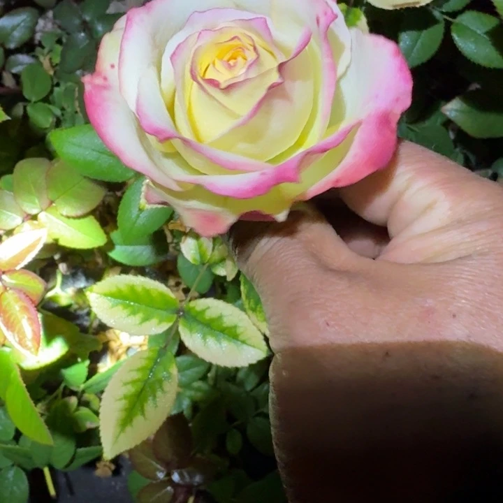 无花朵吸引力小苗