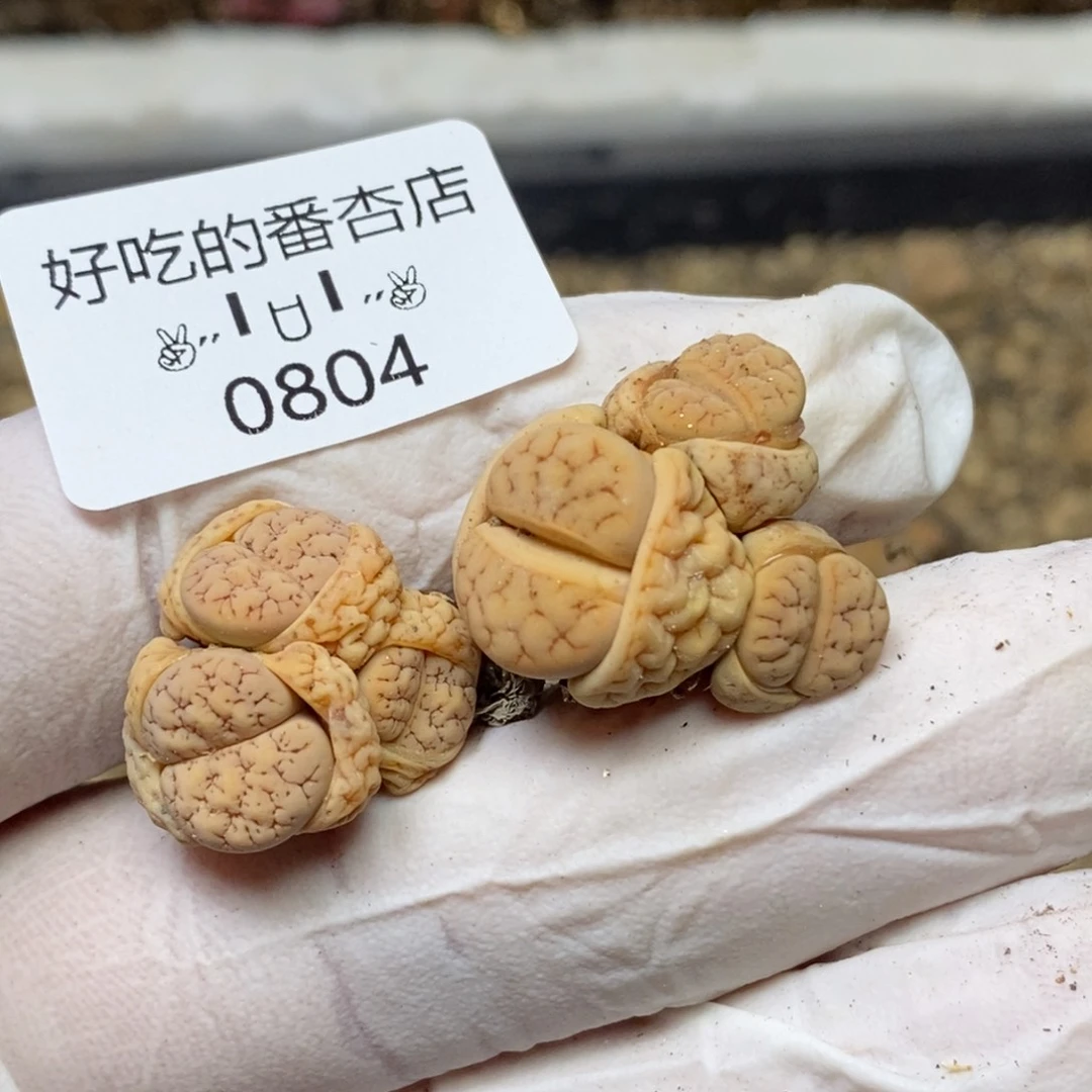 0804。零下拍保温。