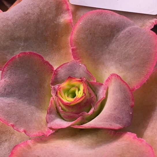 ST三碗627 等雨梅萦YY