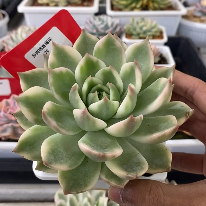 79号琉璃盏锦多肉植物