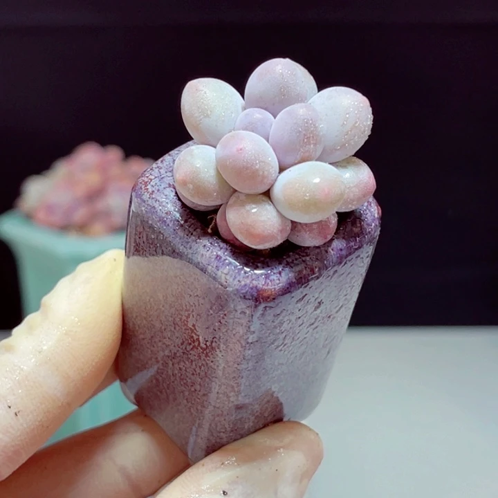 汤圆样品1颗带盆发货4