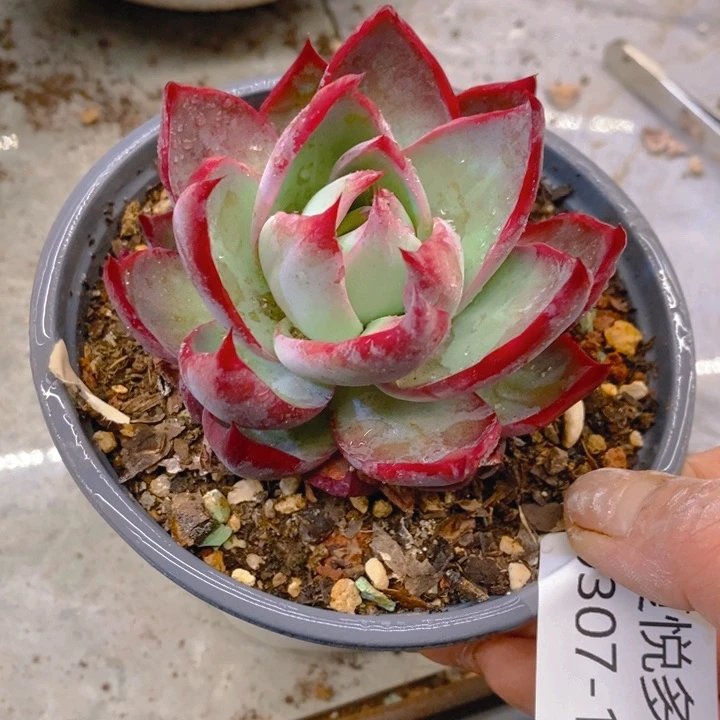 夏悦多肉0307-100惊鸿仙子