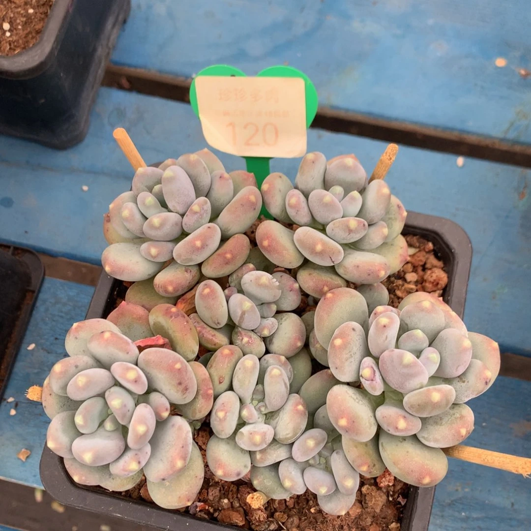 咖啡美人无砍平头开播福利120