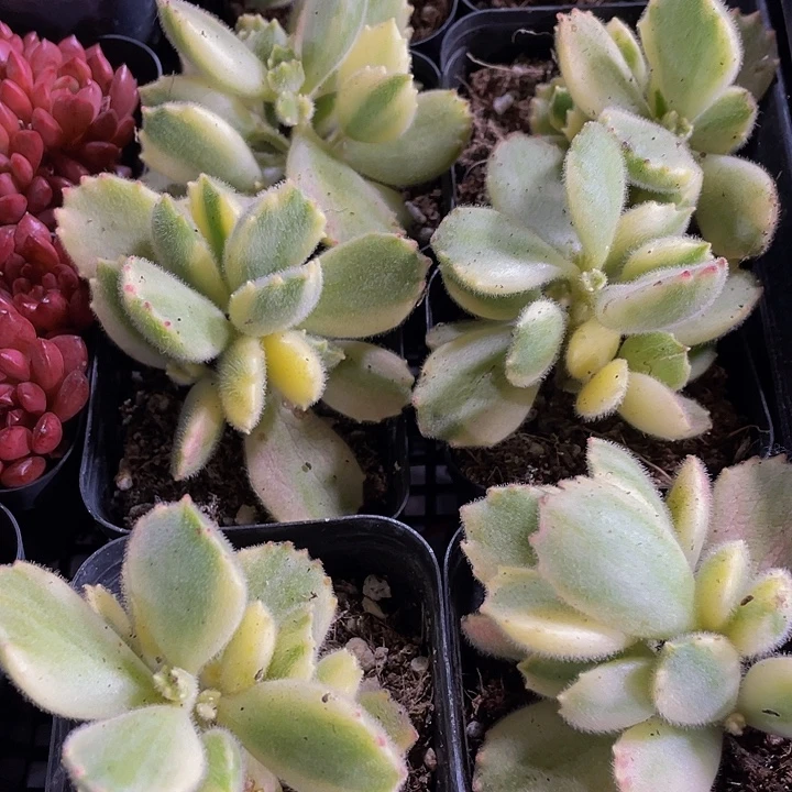 白熊2.8带哦土发货