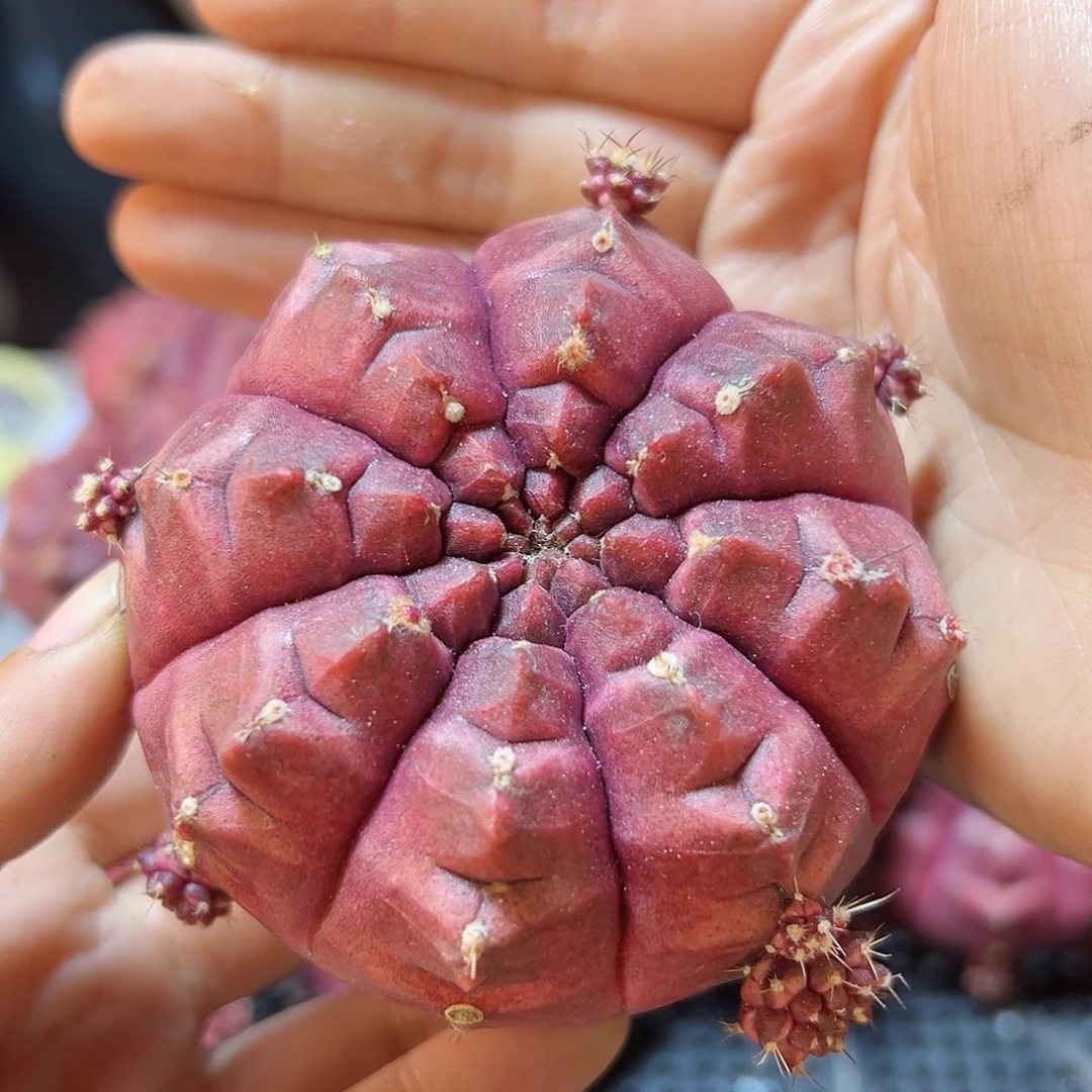 大梦想无根7公分1颗