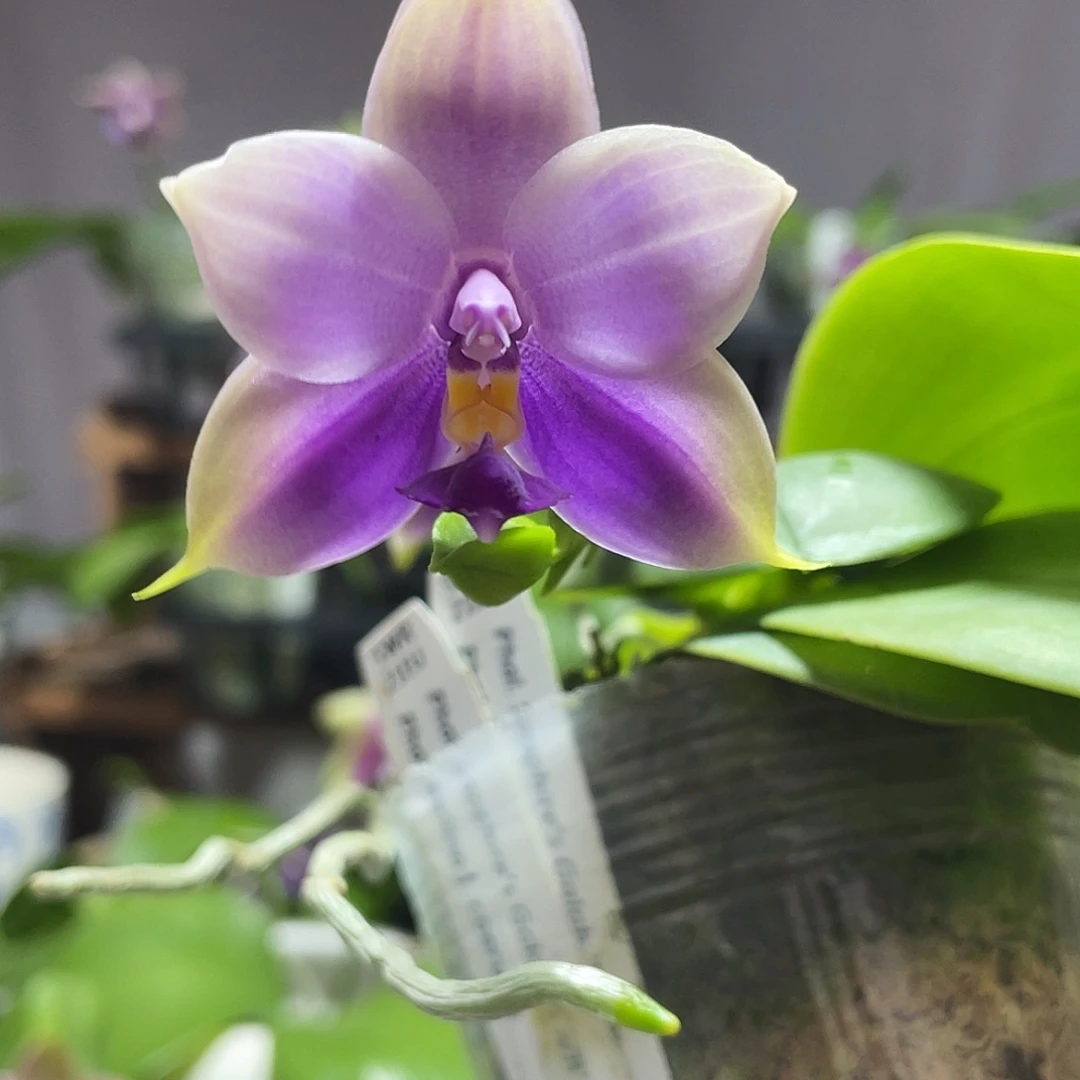 完全开放51叶瑕花期不保