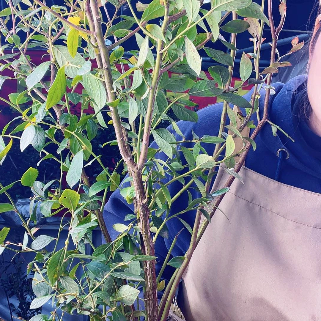 完全开放大果纯甜可口蓝莓